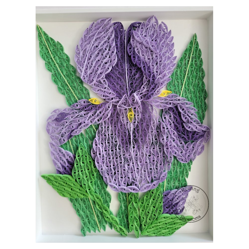 large quilled iris