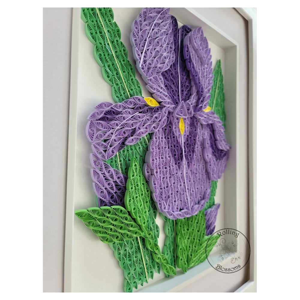 Large quilled iris